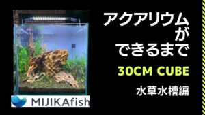 MIJIKAfish-