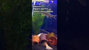 aquarium-