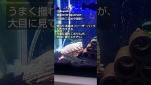 aquarium-1-1