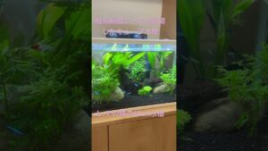 aquarium