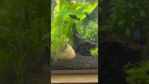 aquarium-50cm