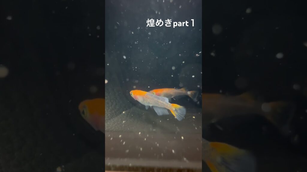 aquarium-sayo