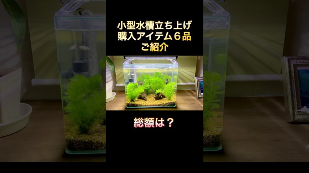 30-aquarium-shorts