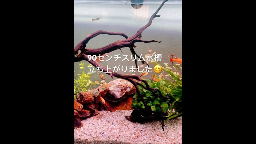 90-90-aquarium-