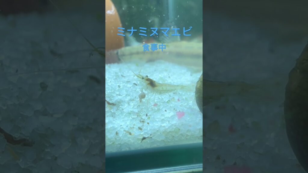 aquarium-1-1