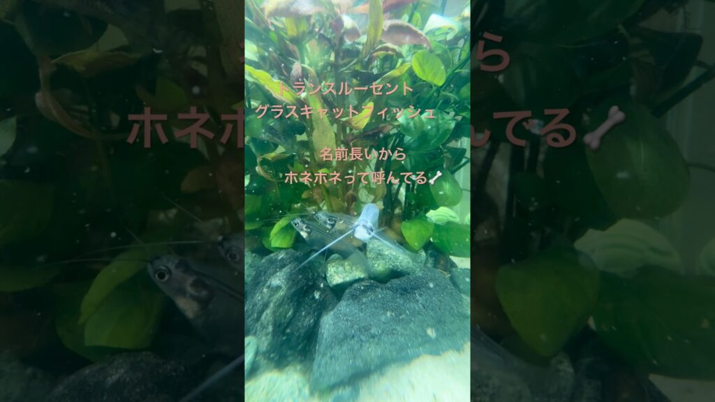 aquarium-1-3