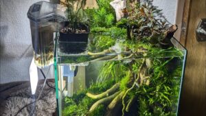 aquascape-
