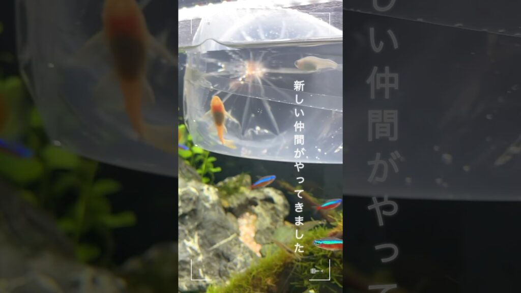 new-face-60-aquarium-
