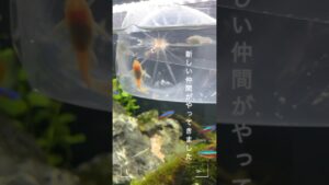 new-face-60-aquarium-