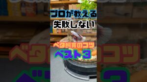 shorts-aquarium-betta