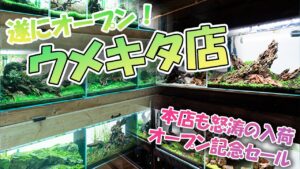 umekita