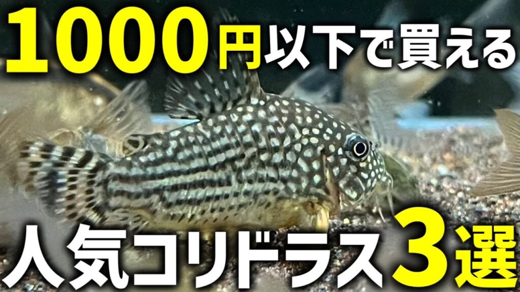 10003