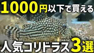 10003