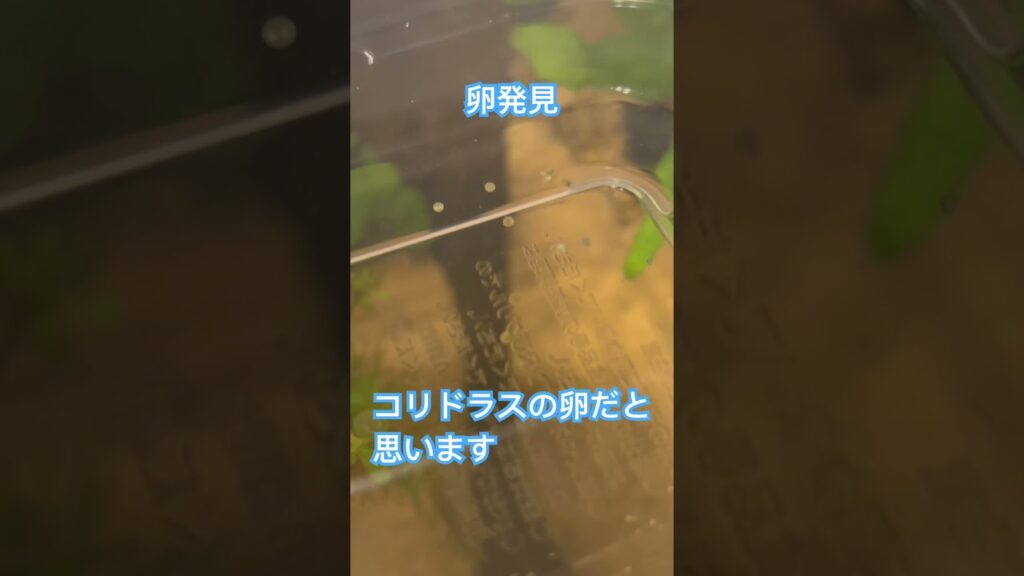 45cm-