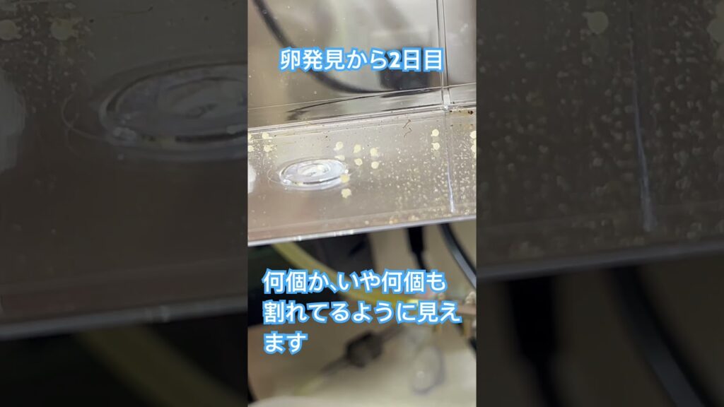 45cm-2-