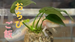 810cm31-axolotl-