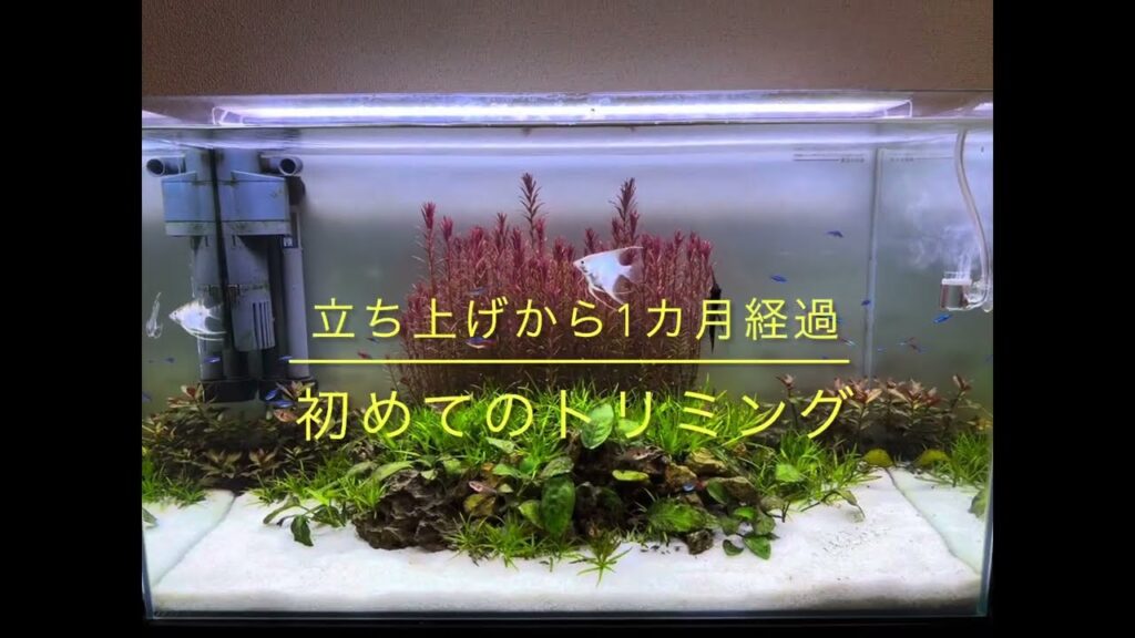 MAXaquarium-