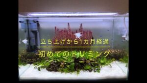 MAXaquarium-