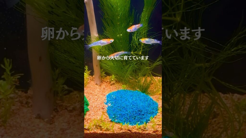 aquarium-
