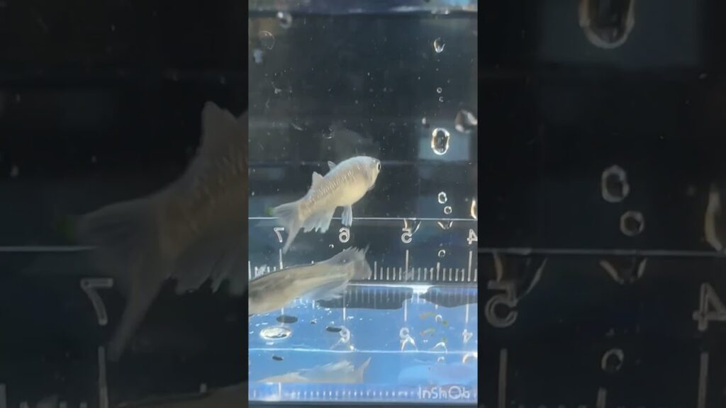 aquarium-1-1
