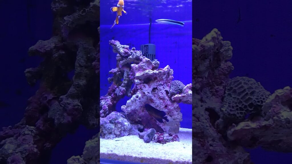 aquarium-a