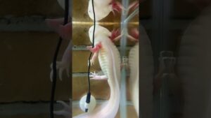 axolotl-