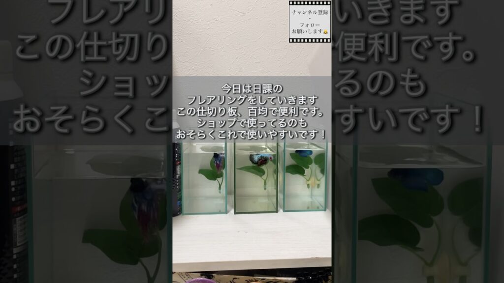 bettafishbettaindonesiabettafishshop