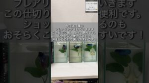 bettafishbettaindonesiabettafishshop