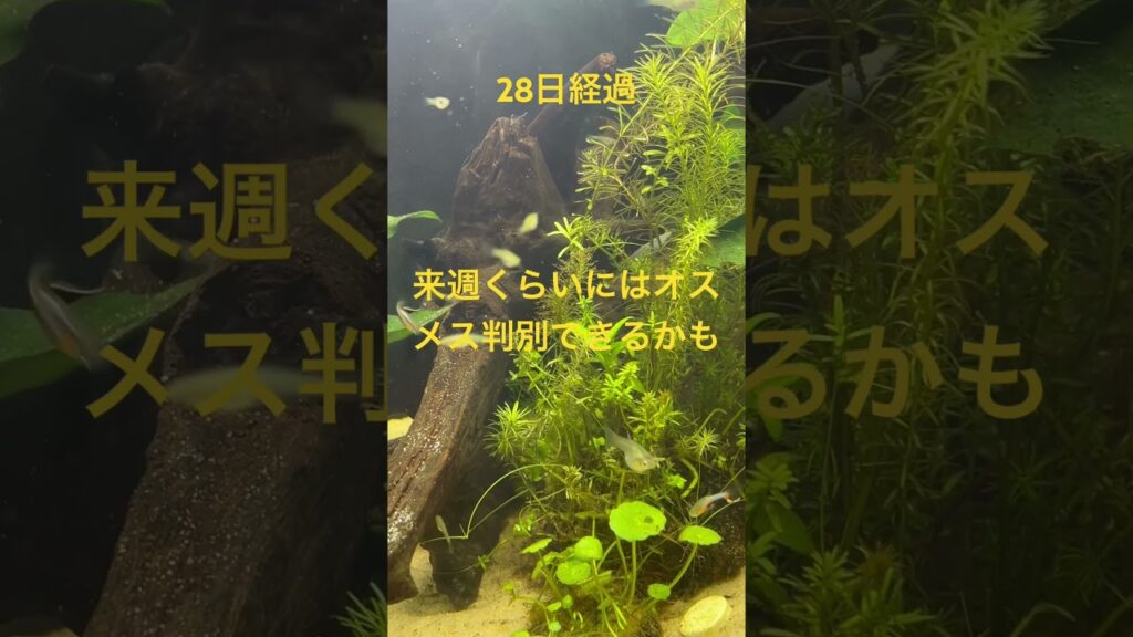 45cm-28-aquarium-45cm