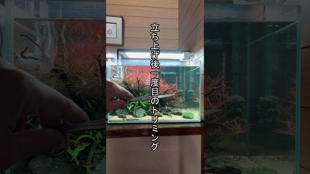 First-Trimming-aquascape-aquarium-ada-trimming