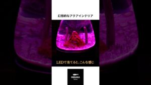 aquarium-3050OFF