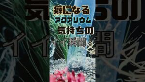 shorts-aquarium-