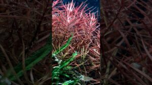 sound-by-Shota-Shimizu-aquarium-