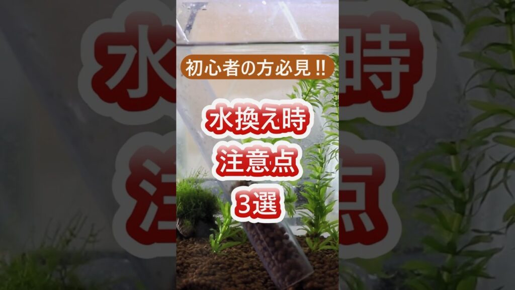 3-shorts-aquarium-