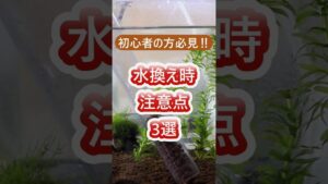 3-shorts-aquarium-