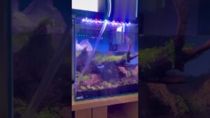 30C-Cube-Aquascape-DAY14-