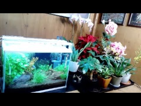 40cmLive