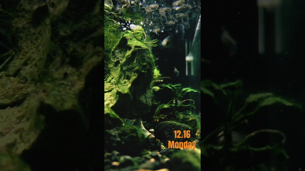 aquarium-1-3