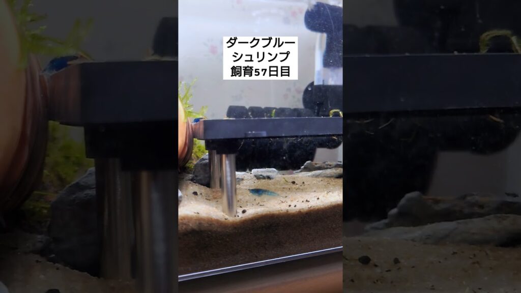 aquarium-1-4