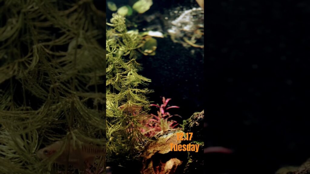 danioerythromicron-aquarium-
