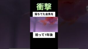 goldfish-aquarium-shorts-1
