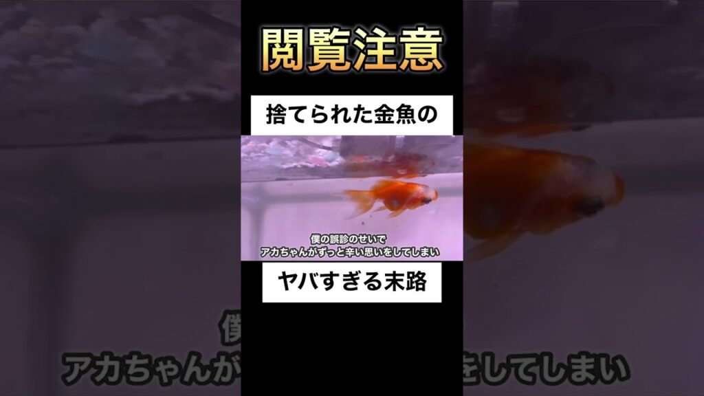 goldfish-aquarium-shorts