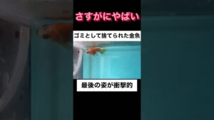 goldfish-aquarium-shorts-2