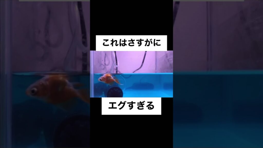 goldfish-aquarium-shorts-5