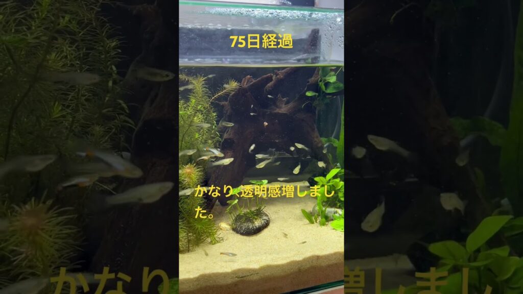 45cm75-aquarium-