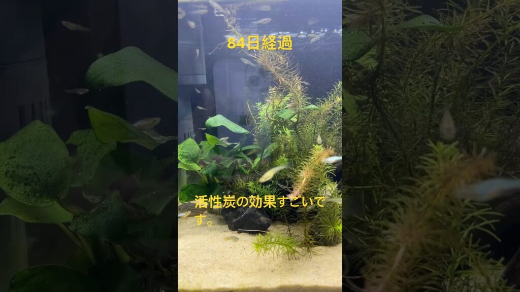 45cm84-aquarium