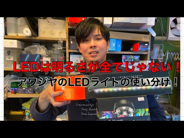 LEDLED