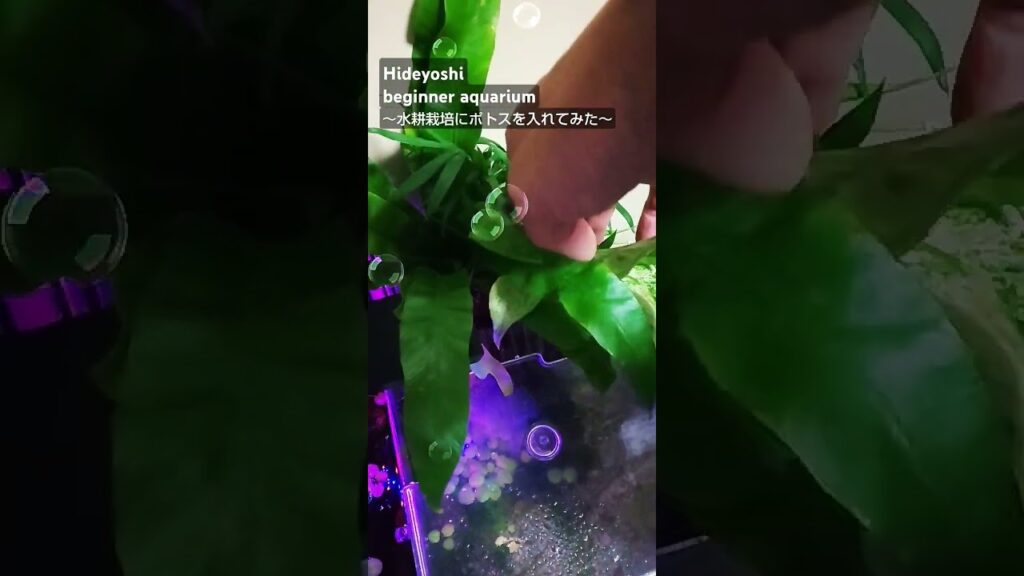 aquarium-