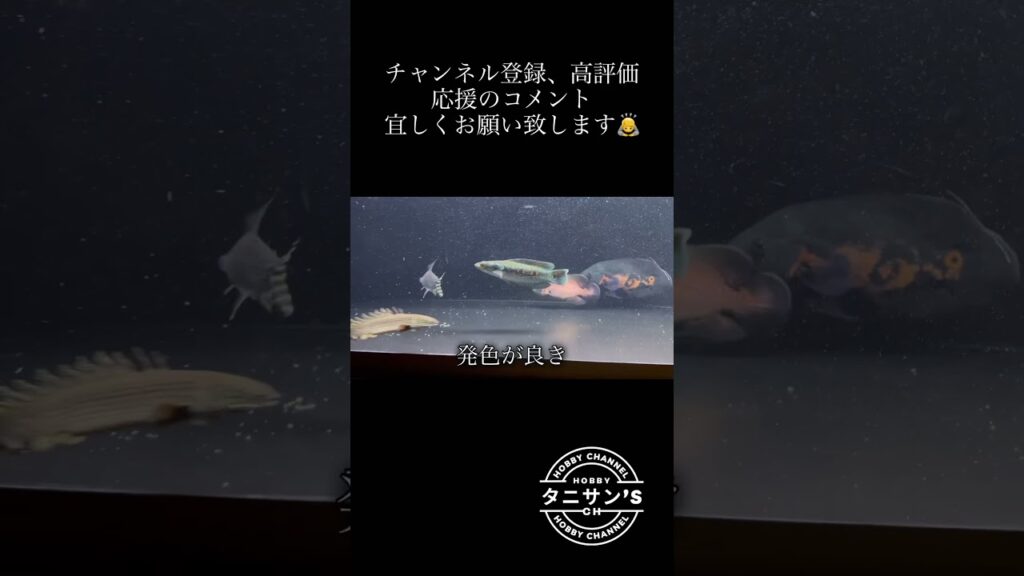 aquarium-1-1