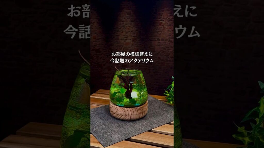 aquarium-50OFF-1